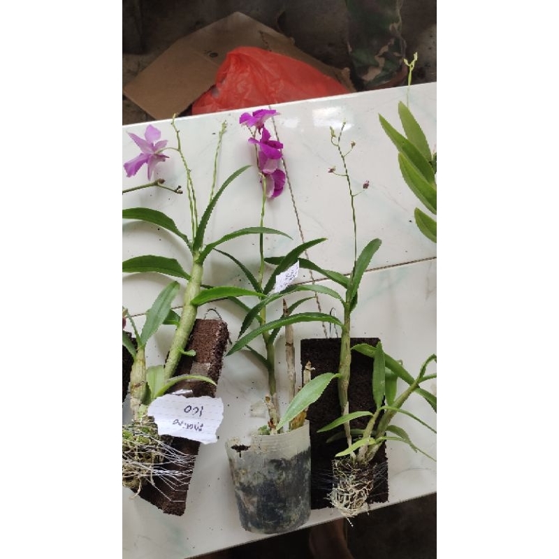 borongan 2 plant anggrek