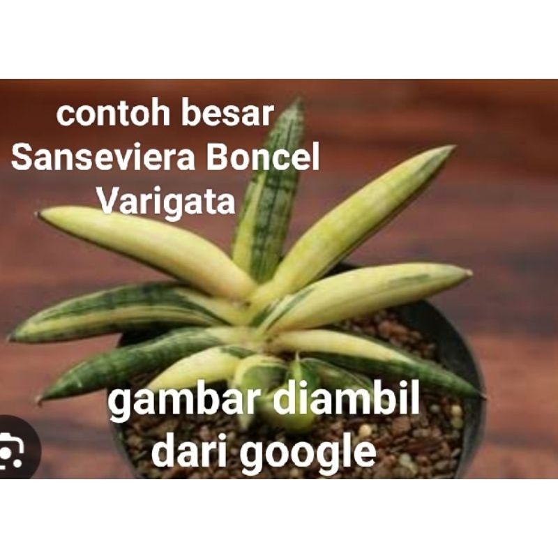 sanseviera Boncel varigata