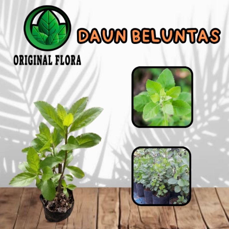 Bibit Beluntas Daun Beluntas Pohon Beluntas Tanaman Beluntas