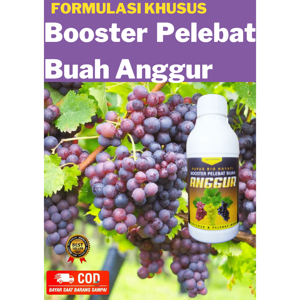Pupuk Anggur Cepat Berbuah Besar dan Manis Anggur Brazil
