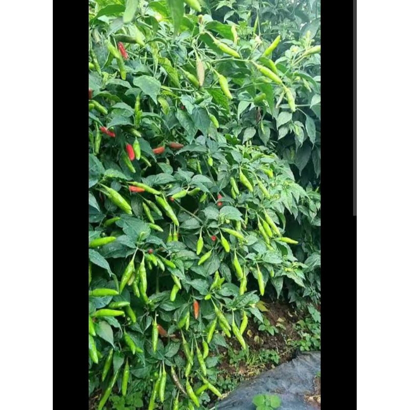 Benih Cabe Rawit Lokal SIRAMOS 10 gram repack