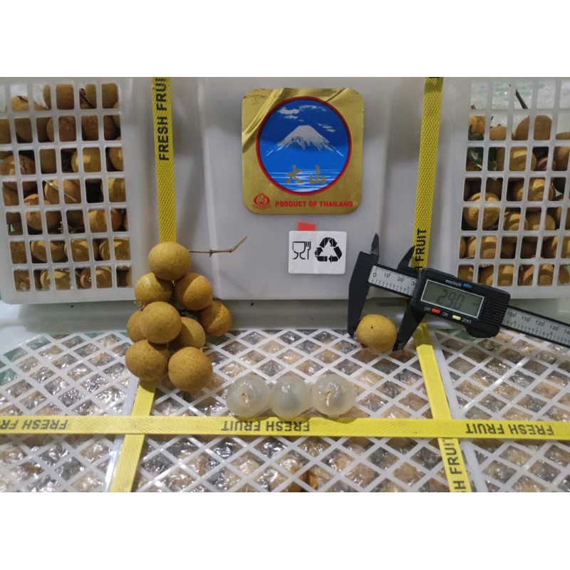 

Kelengkeng Fresh Import