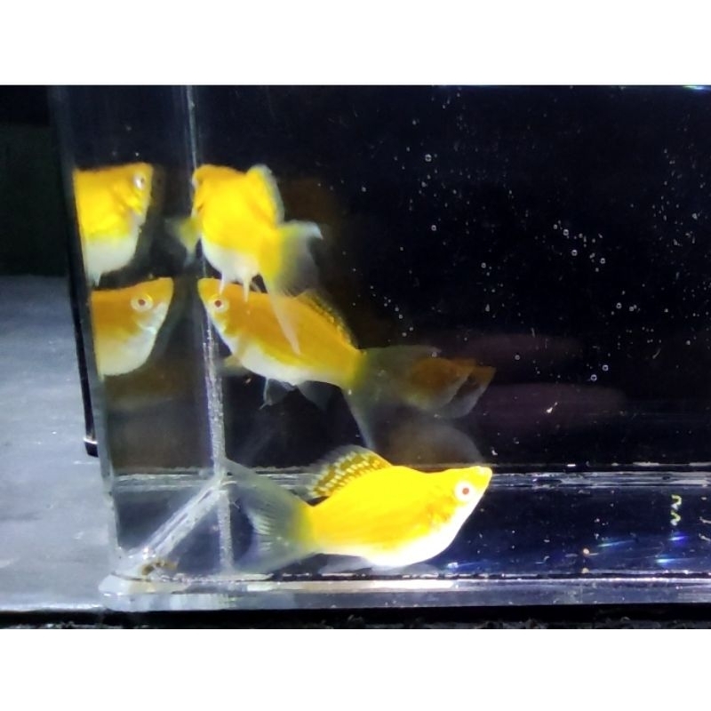 

ALBINO GOLDEN BALON LYRETAIL