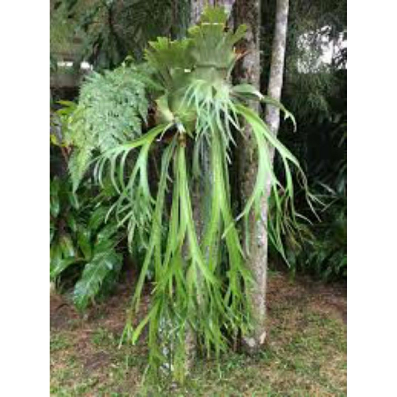 Tanaman Hias platycerium willinckii / tanduk rusa size jumbo