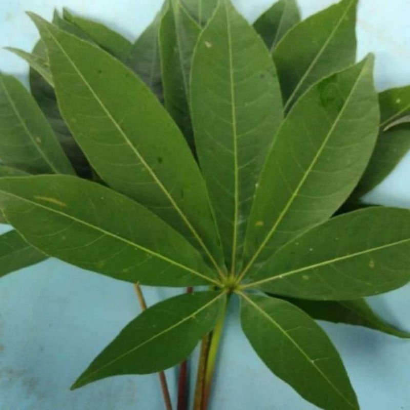 

Daun kapuk, kapuk randu herbal segar