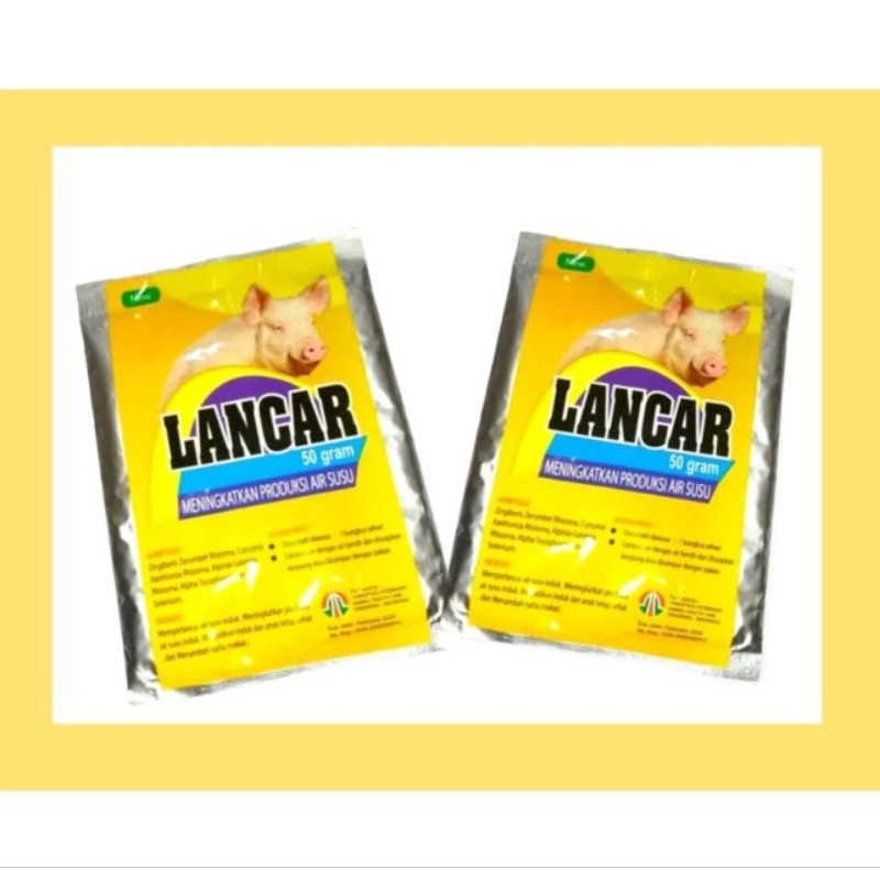 Lancar Babi  jamu meningkatkan produksi air susu induk babi