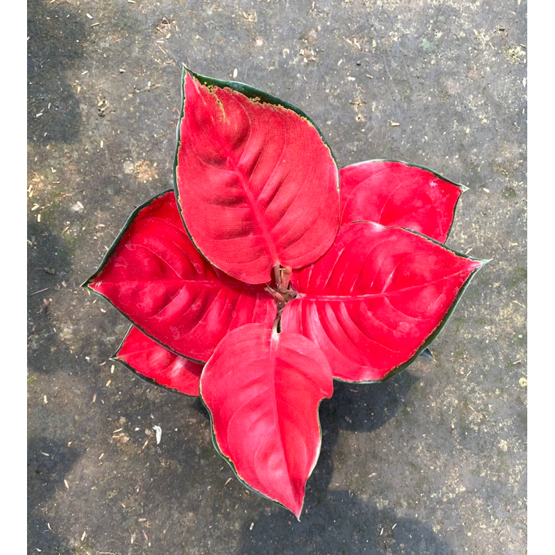 Aglonema Suksom (Suksom Merah)