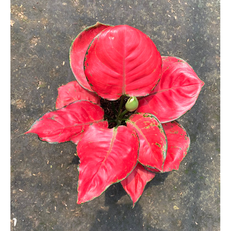 Aglonema Red Anjamani (Red Anjamani Merah)