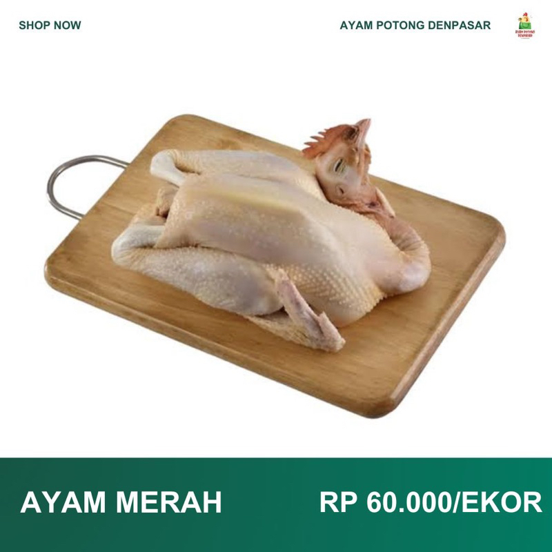 

AYAM MERAH PER EKOR