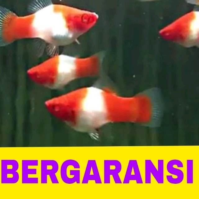 ikan platy kohaku isi 10