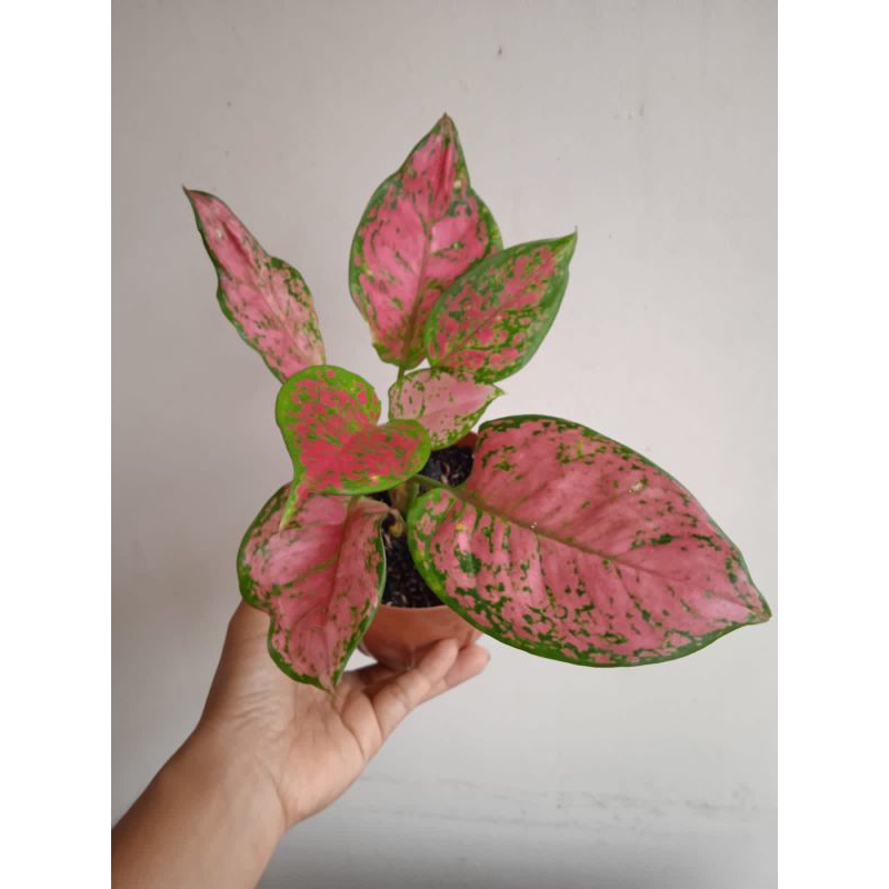 Aglaonema Dud Anjamani