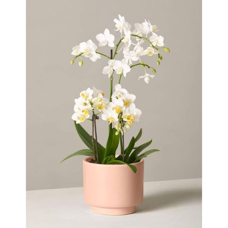 Seedling Anggrek Dendrobium Chanel