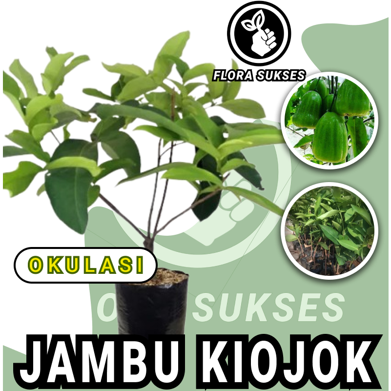 Bibit Tanaman Jambu Kiojok Okulasi Bibit Jambu Kiojok Manis