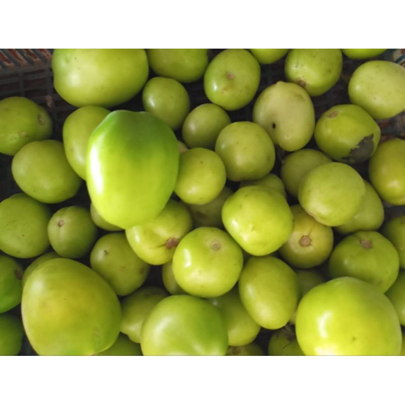 

tomat hijau 250 gr
