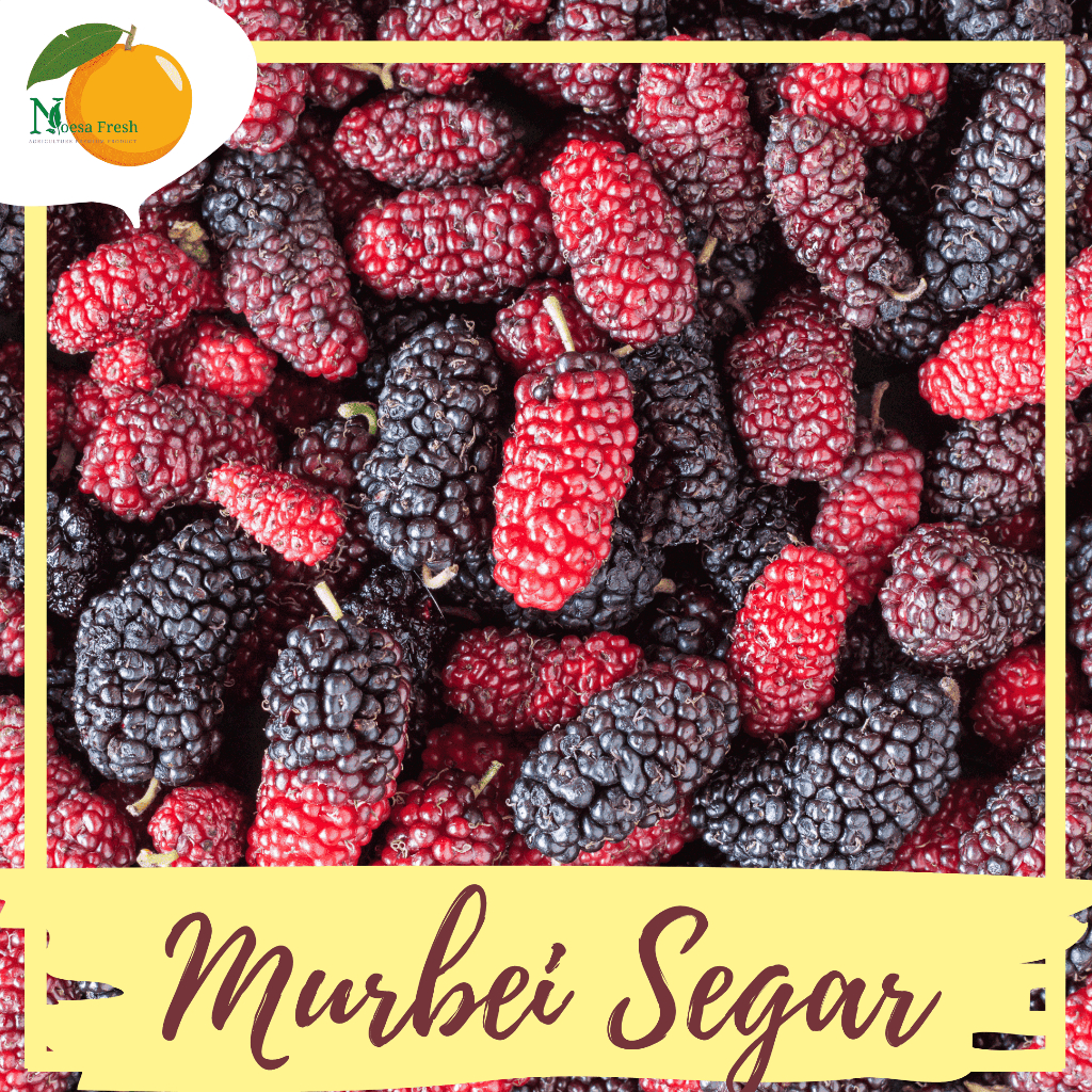 

Buah Murbei Mulberry Segar Fresh 500gram & 1kg (bukan frozen/kering)