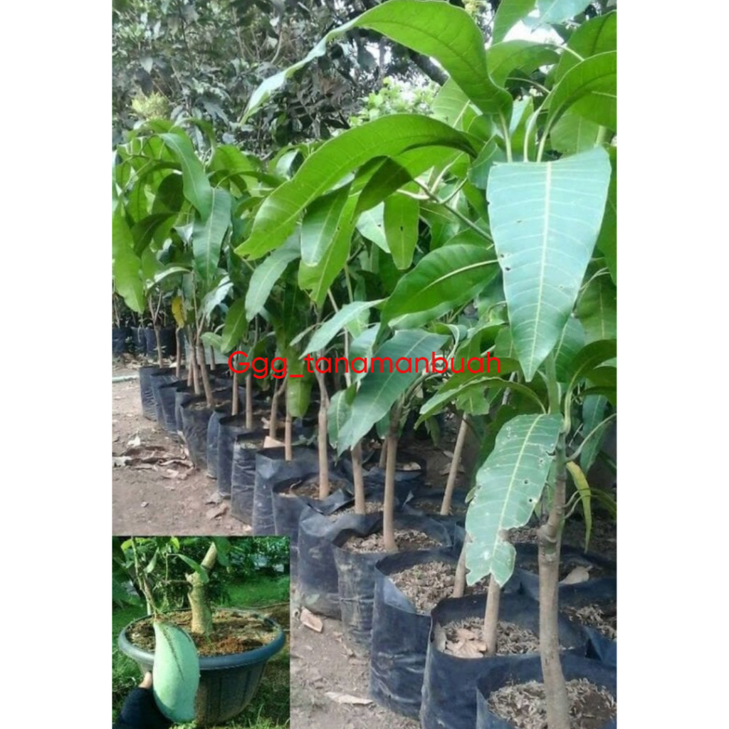 Bibit Mangga Mahatir 1 Meter Cepat Berbuah Super Spesial