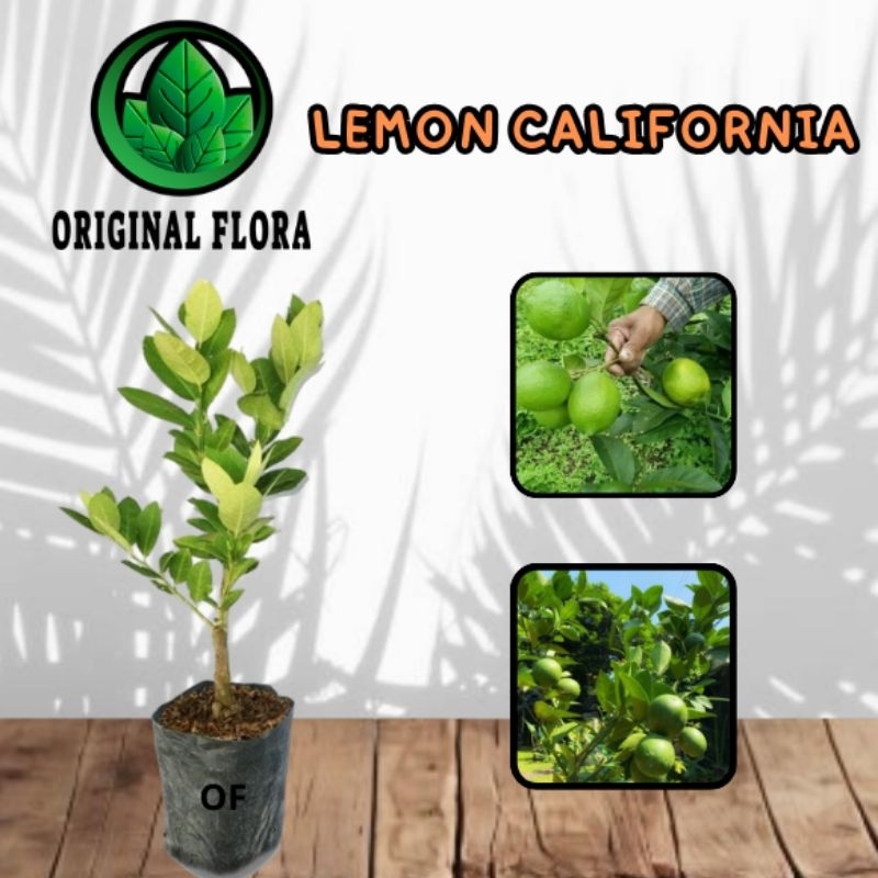 Bibit Jeruk Lemon California Bibit Jeruk Nipis California Original Flora