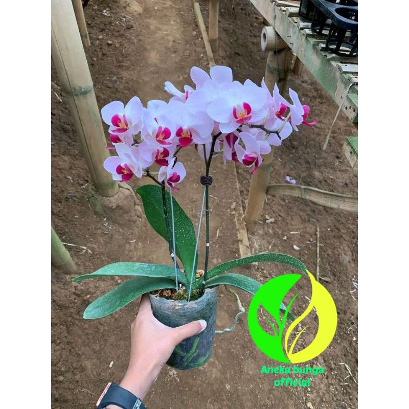 anggrek bulan dewasa mini white tanaman anggrek bulan sudah dewasa