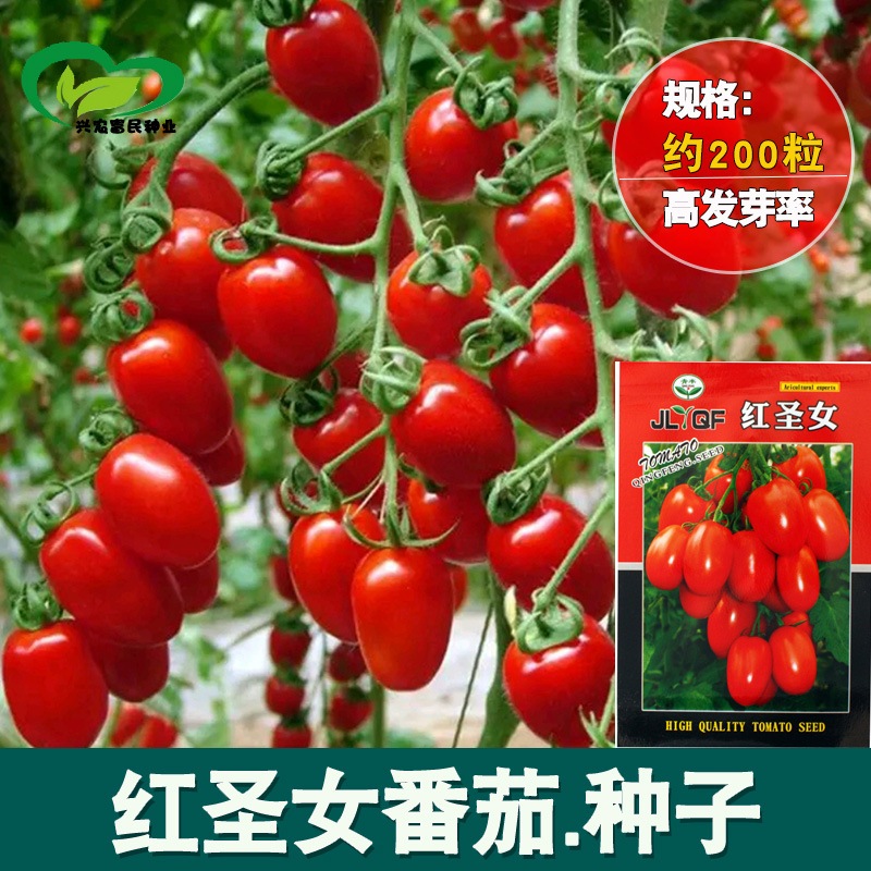 Benih 200 biji Tomat Ceri -Cherry-cery Merah Merona F1 Import
