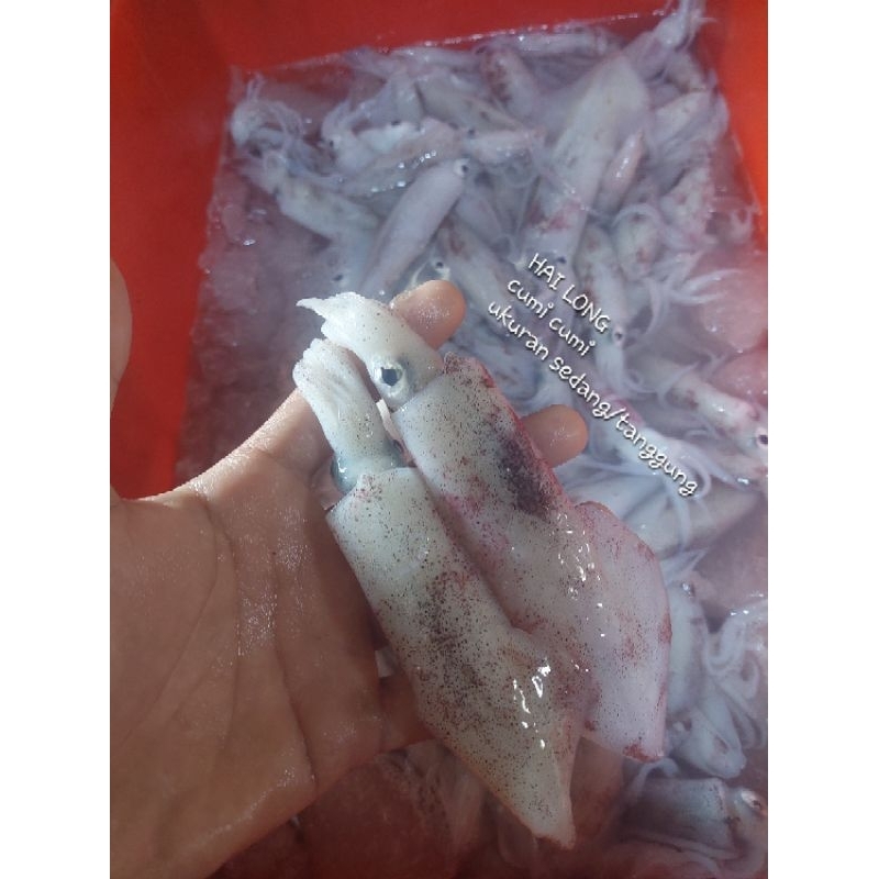 

cumi sedang/tangung 1Kg