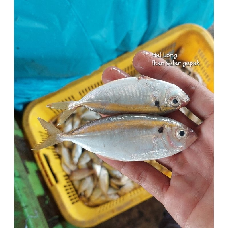 

ikan gepak 1kg