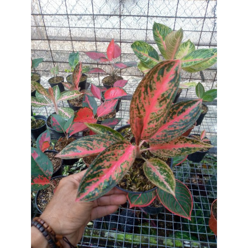aglonema Widuri