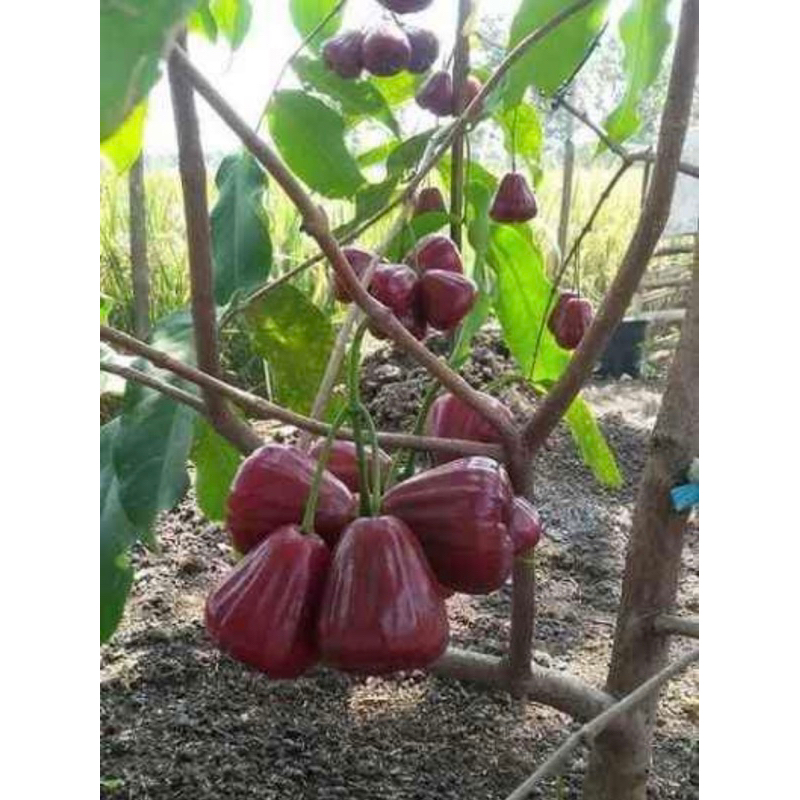 

1 leci merah, 1 apel fuji