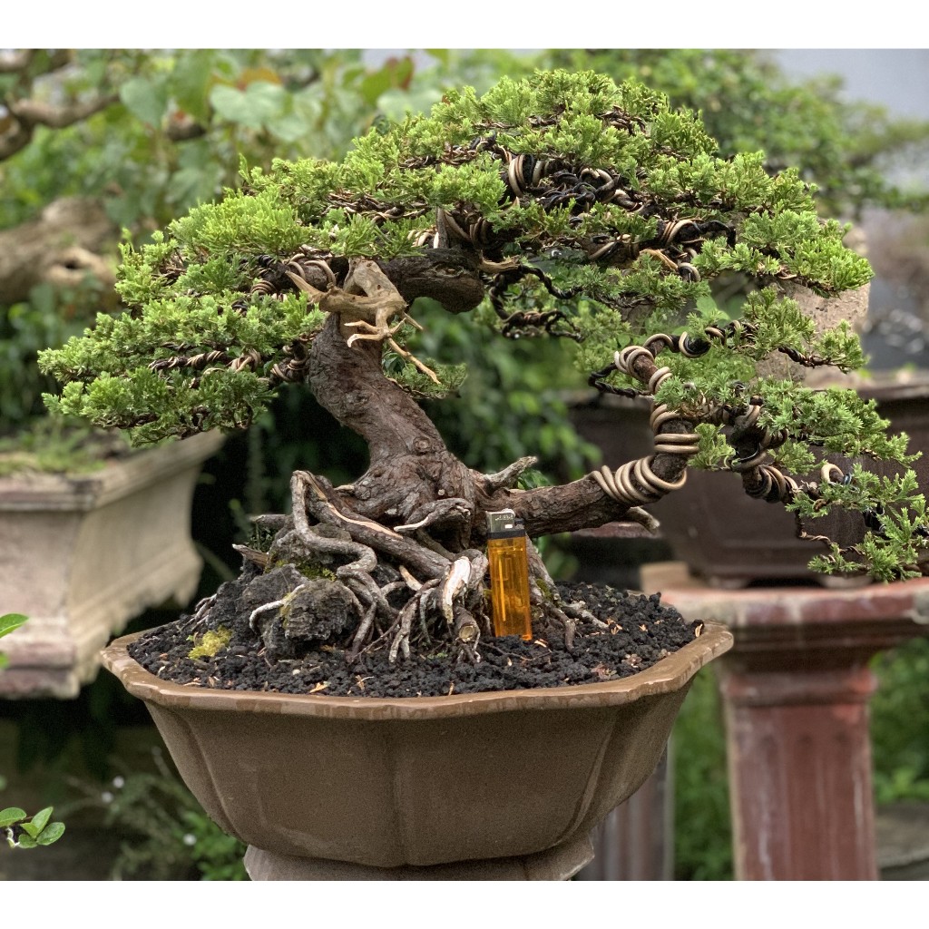 Bonsai Cemara sinensis