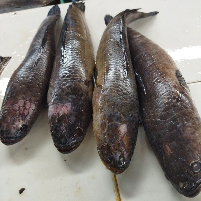 

Ikan gabus ( tidak hidup)