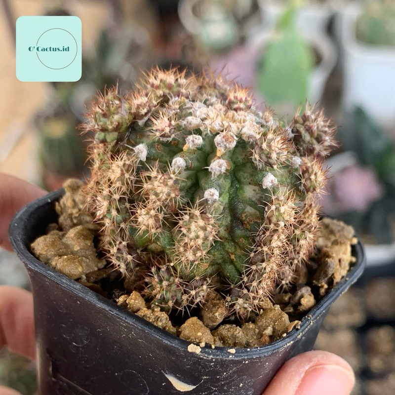 Gymno Tlux x pink diamond Thulk ( gymnocalycium mihanovichii kaktus mini tanaman hias hidup gurun ho