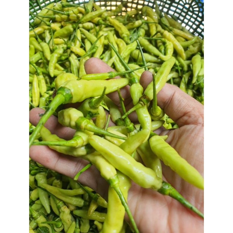 

250 gr cabe rawit hijau fresh kwalitas super.