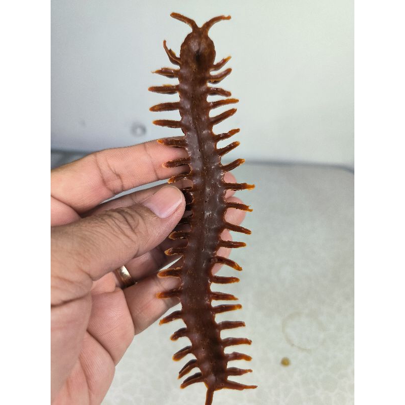 mainan karet kelabang besar