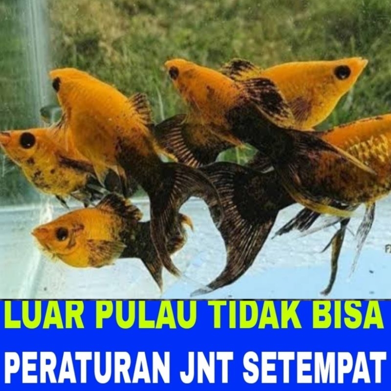 ikan molly golden black isi 15 cawang
