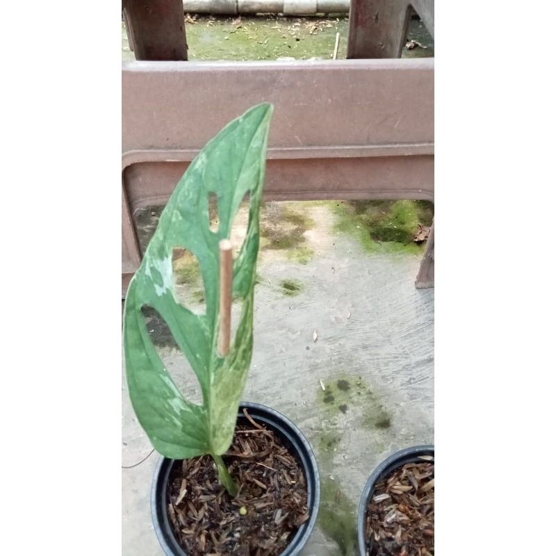 janda bolong varigata