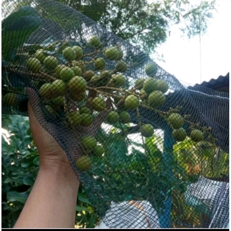 WARING PEMBUNGKUS BUAH ISI 50 PCS. BLONGSONG BUAH. PEMBUNGKUS BUAH KLENGKENG, JAMBU, MATOA DLL.