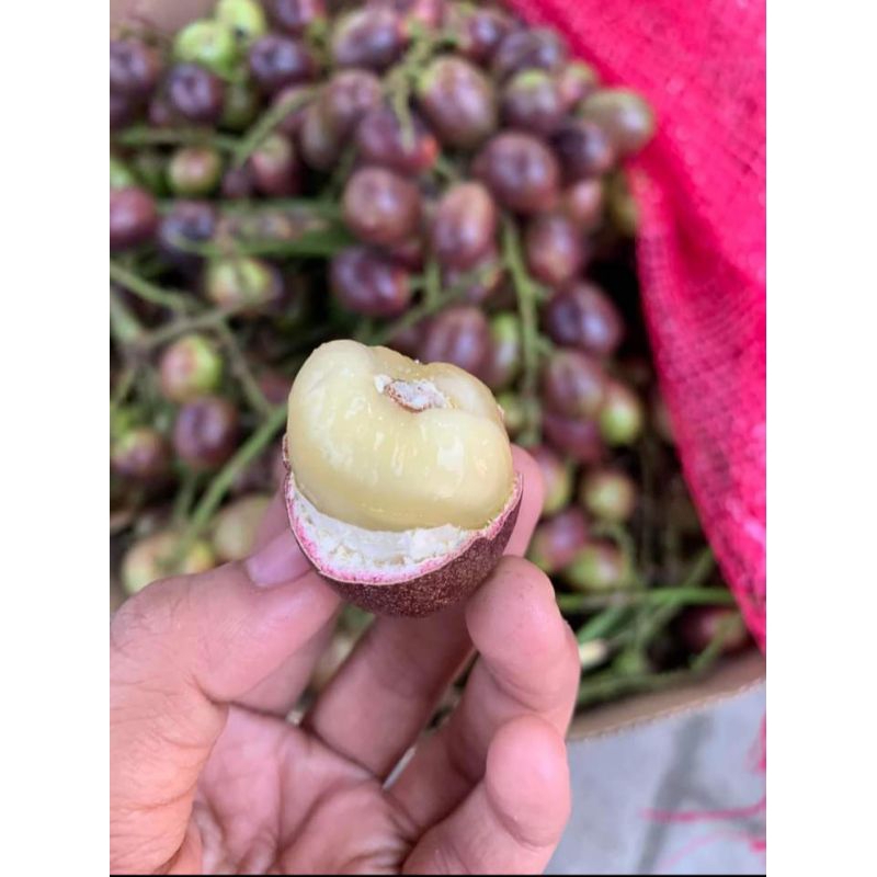 

matoa 1 kg fresh baru petik daging tebal dan manis