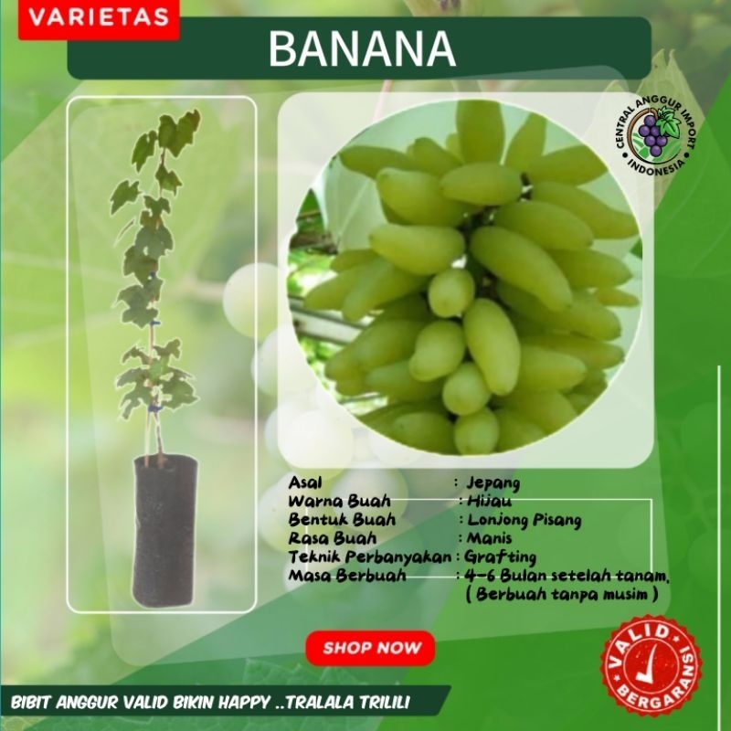 Bibit Anggur Import Banana