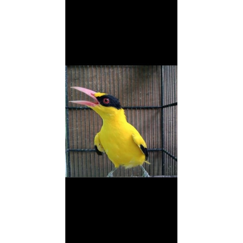 Kepodang Bali rawatan bondol