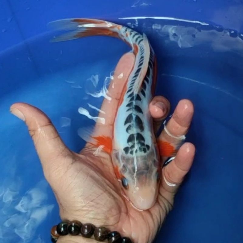 Ikan Koi F1 / Dari Indukan Import / Rumah Koi Jakarta / kode 003