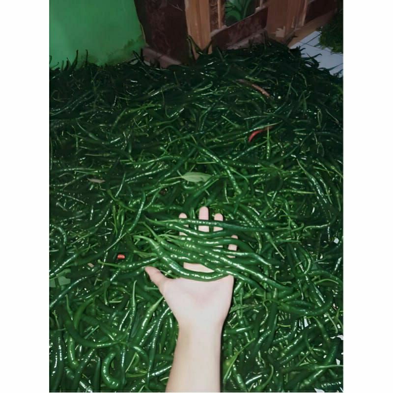 

1kg CABE KRITING HIJAU