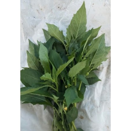 

Daun Ciplukan Segar/ Daun Cecendet Segar Alami