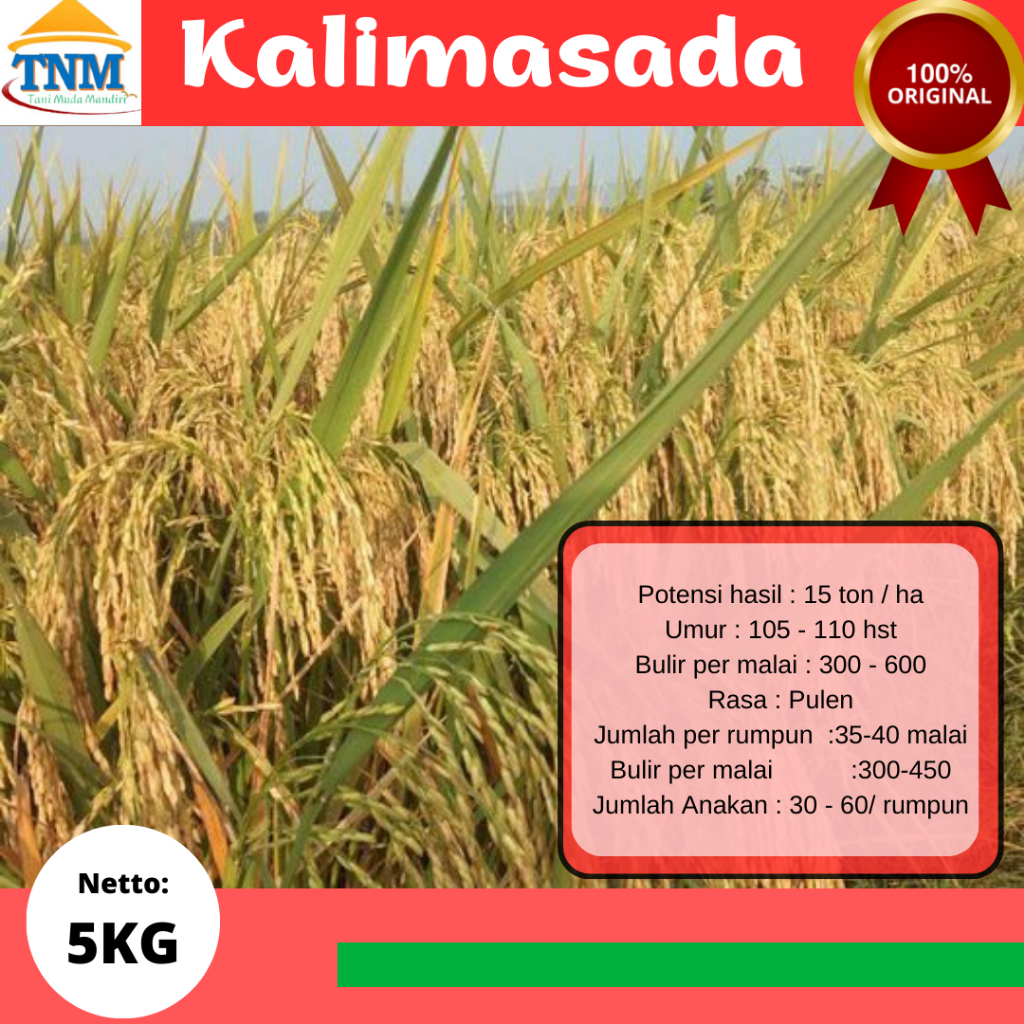Biji Padi Unggul KALIMASADA 5KG