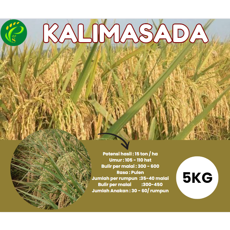 Biji  Padi Unggul Kalimasada 5KG