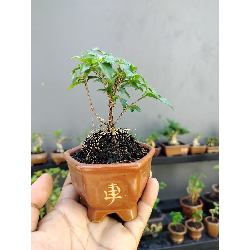 bonsai sakura mini siap pajang