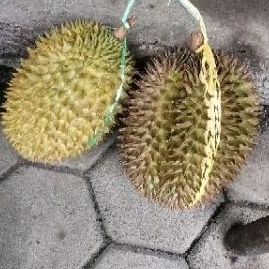

Durian lokal manis pahit asli pati