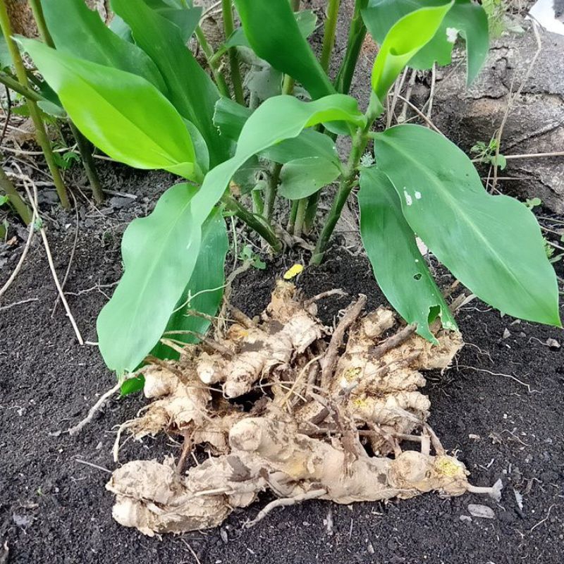 

puyang fresh 250 gram