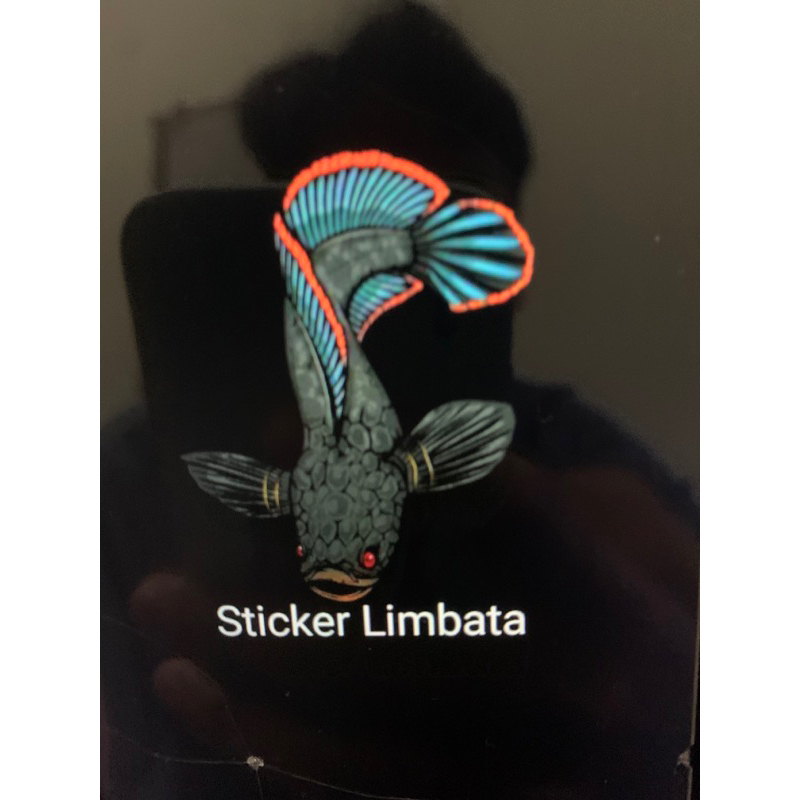 limbata kualitas 6-7cm