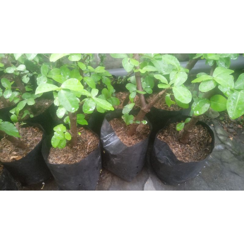 Sianci / Cerry Barbados