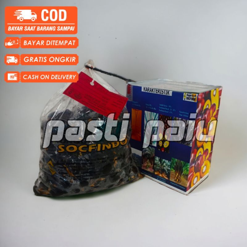 bibit benih sawit unggul socfindo