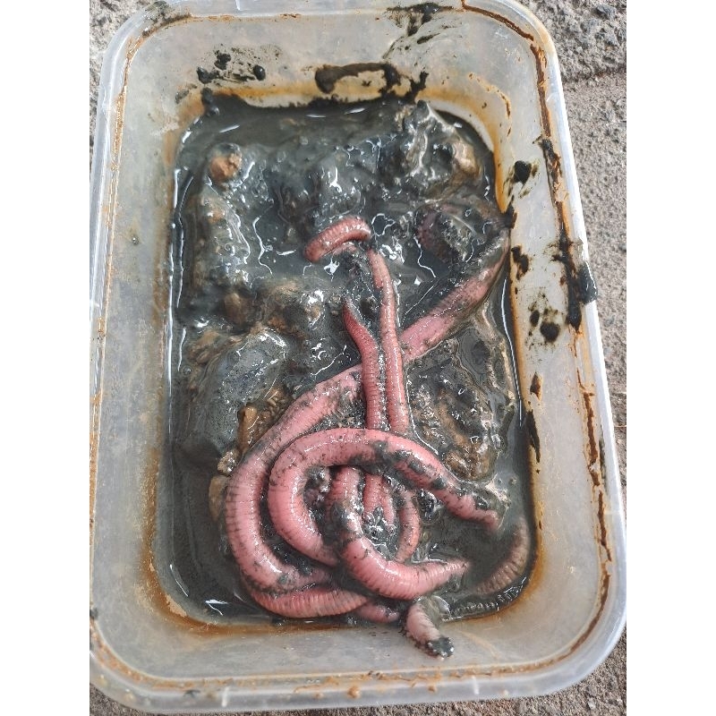 Cacing Nipah Grade A ( Panjang -+ 1meter )